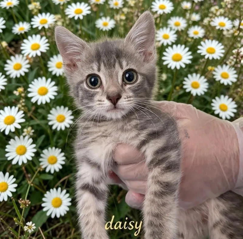 A baby medium-sized female Gray / Blue / Silver Domestic Short Hair cat named Daisy for adoption in Haddon Heights, NJ