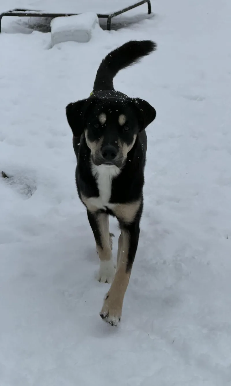 A baby medium-sized male Black Great Pyrenees dog named Alvin for adoption in Dover, AR