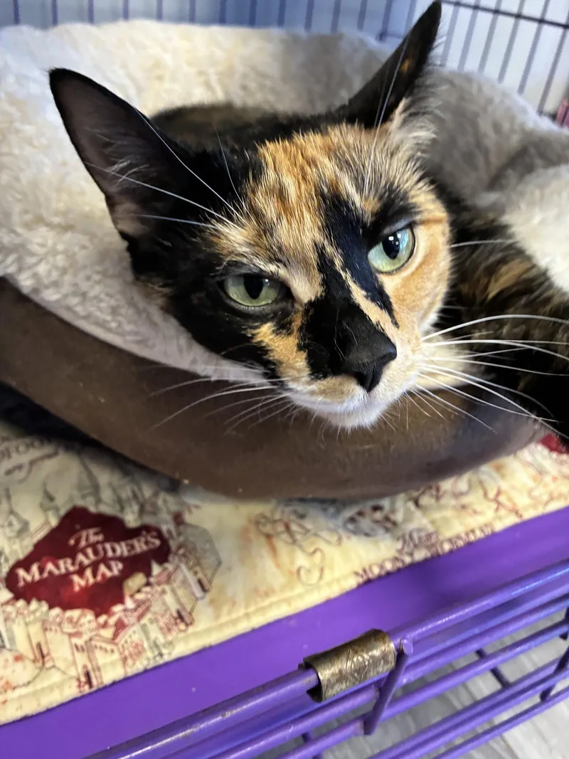 An adult medium-sized female Manx cat named Turtle for adoption in Georgetown, KY