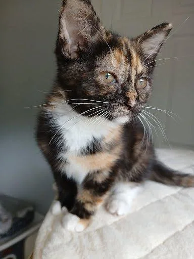 A baby small-sized female Calico Domestic Short Hair cat named Dani for adoption in Raleigh, NC