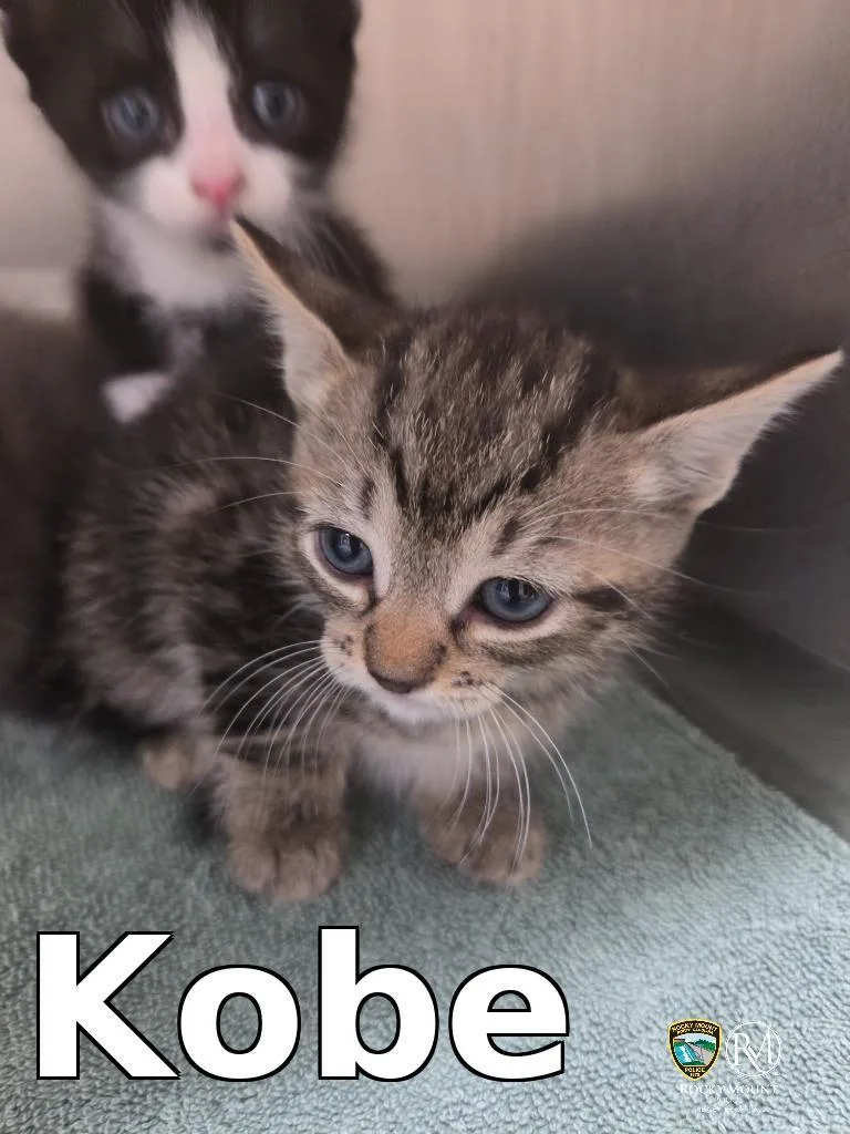 A baby small-sized male Domestic Short Hair cat named Kobe for adoption in Rocky Mount, NC