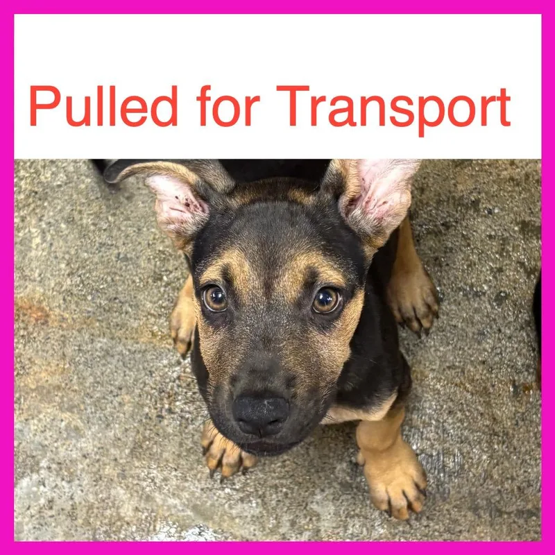 A baby small-sized male Shepherd dog named Nalin for adoption in Northbrook, IL