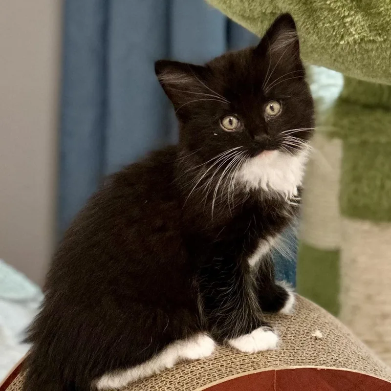 A baby medium-sized male Black & White / Tuxedo Domestic Long Hair cat named Tristan for adoption in Pontiac, MI