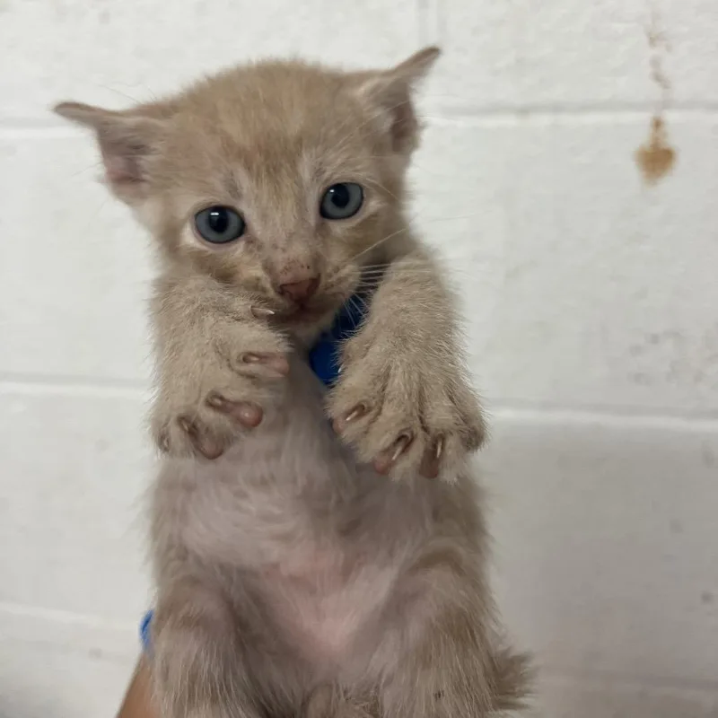 A baby small-sized male Cream / Ivory American Shorthair cat named Orion for adoption in Edinburg, TX