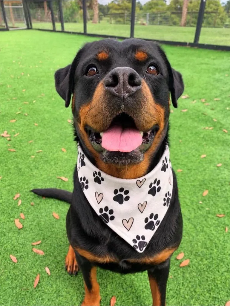 An adult large-sized female Rottweiler dog named Pepe for adoption in Palm City, FL
