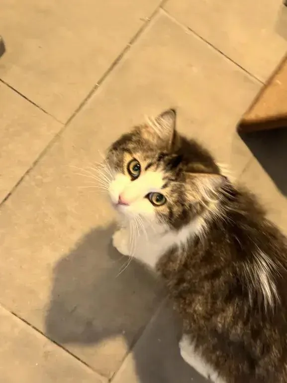 An adult medium-sized female Domestic Medium Hair cat named Monika for adoption in Grand Rapids, MI