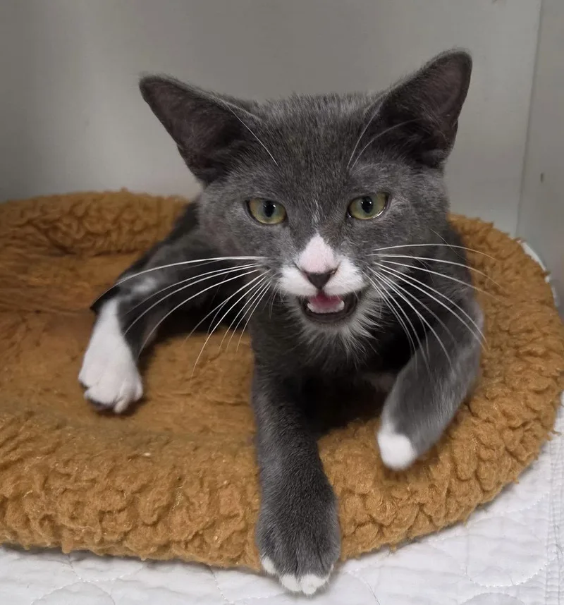 A young medium-sized male Gray & White Domestic Short Hair cat named Argent for adoption in Satellite Beach, FL