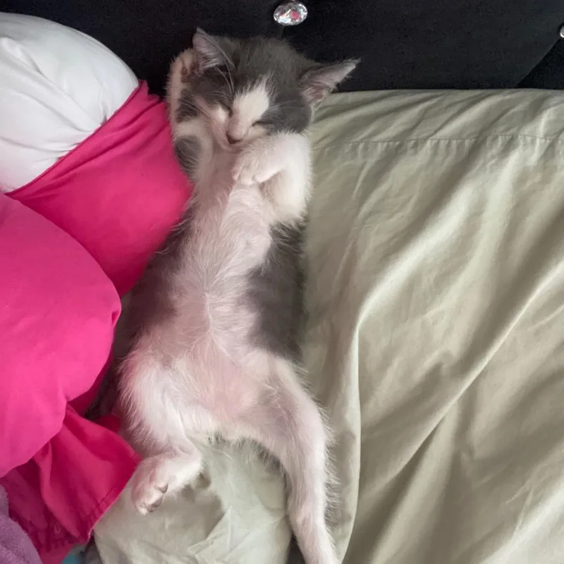 A baby small-sized female Gray / Blue / Silver Domestic Short Hair cat named Mermi for adoption in Los Angeles, CA