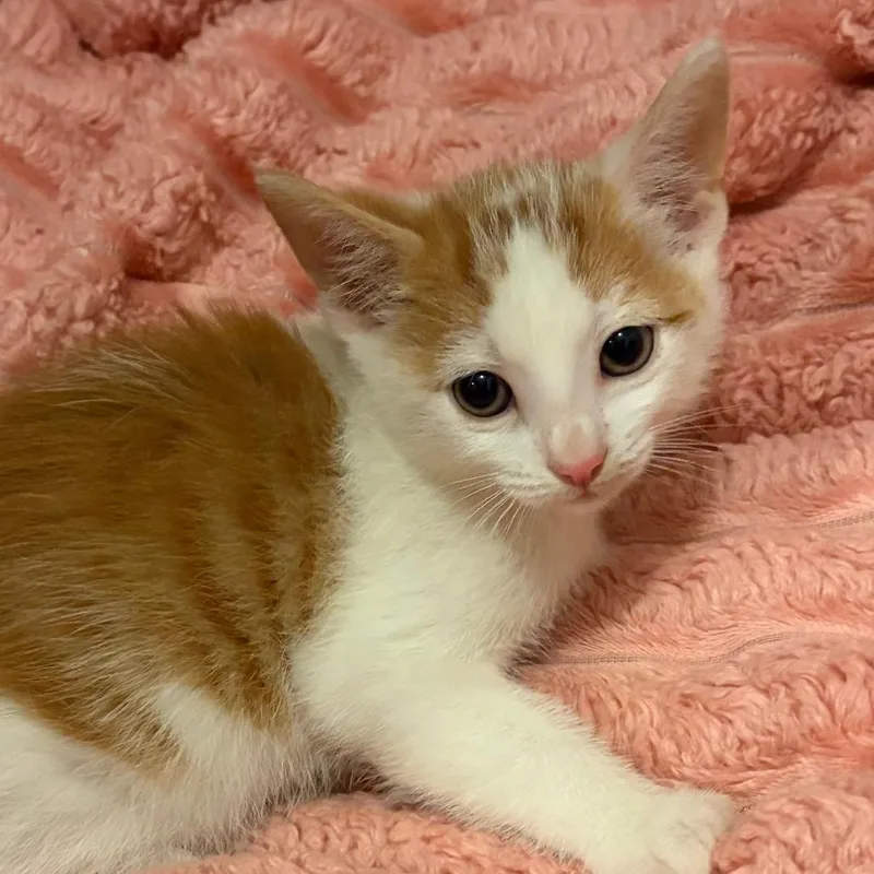 A baby small-sized female White Domestic Short Hair cat named Cedar for adoption in Wichita, KS