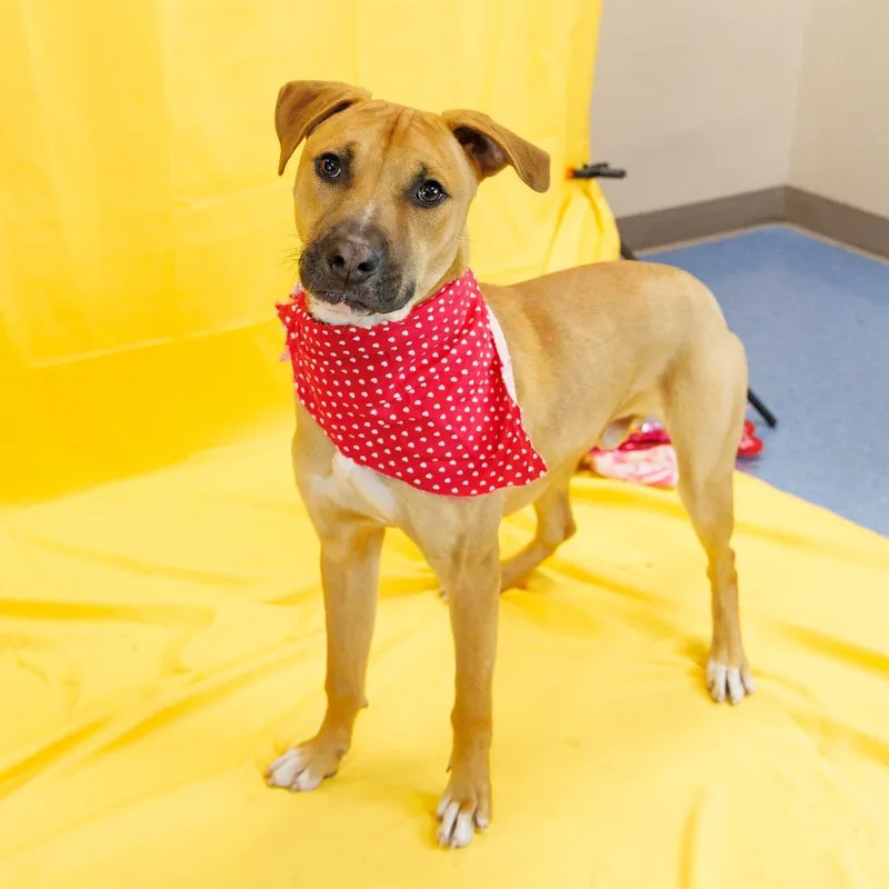 Coriander thumbnail 4