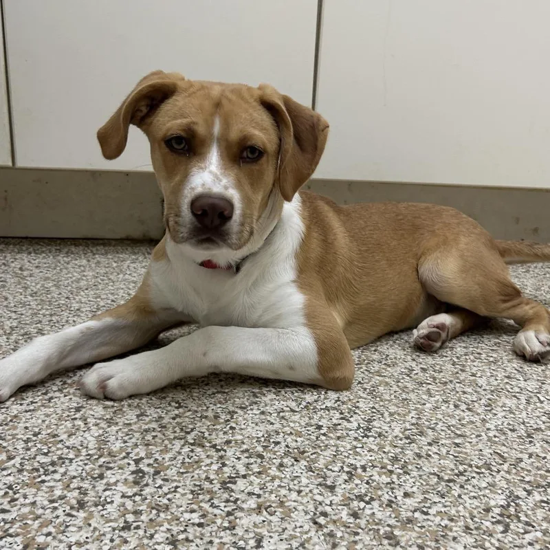 A young medium-sized male Yellow / Tan / Blond / Fawn Mixed Breed dog named Julian for adoption in Auburn, AL