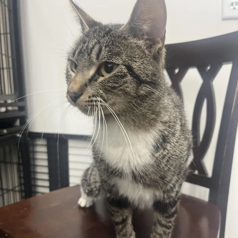 A young medium-sized female Brown / Chocolate Domestic Short Hair cat named Juanita for adoption in Bismarck, ND