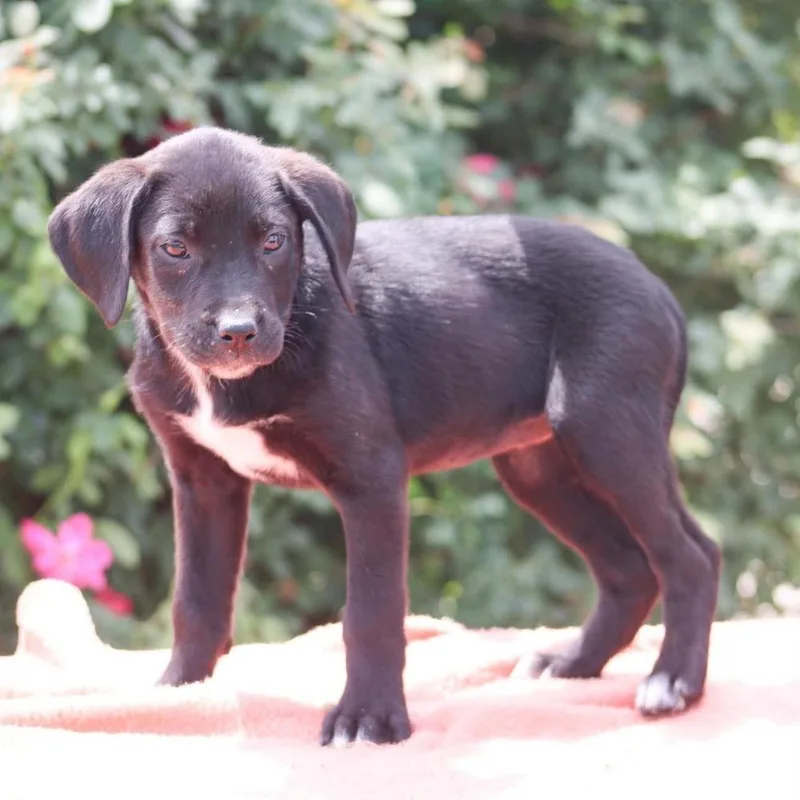 A baby large-sized female Tricolor (Brown, Black, & White) Mixed Breed dog named Mickie James for adoption in Groveland, MA