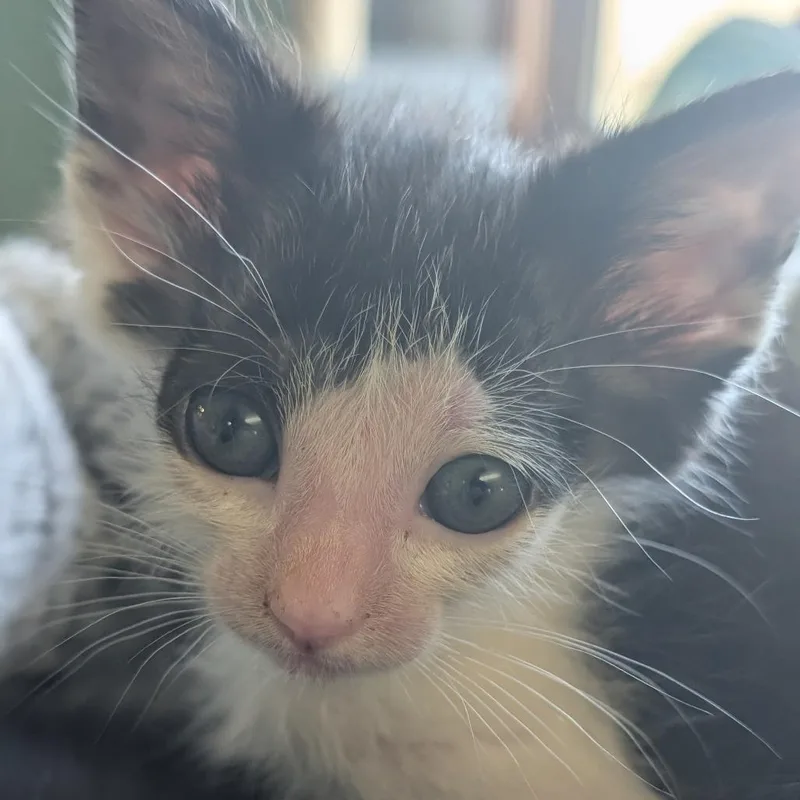 A baby small-sized female Domestic Short Hair cat named Cheese for adoption in Portage, MI