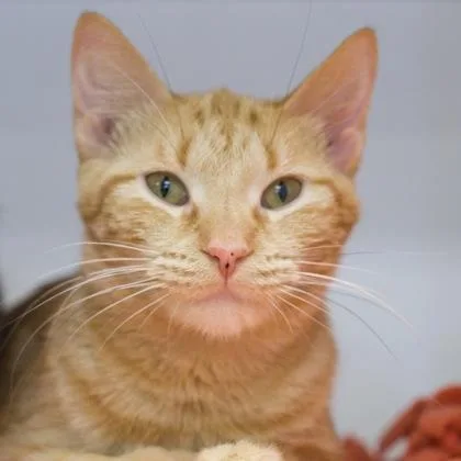 An adult medium-sized female Domestic Short Hair cat named Sassy for adoption in Verona, WI