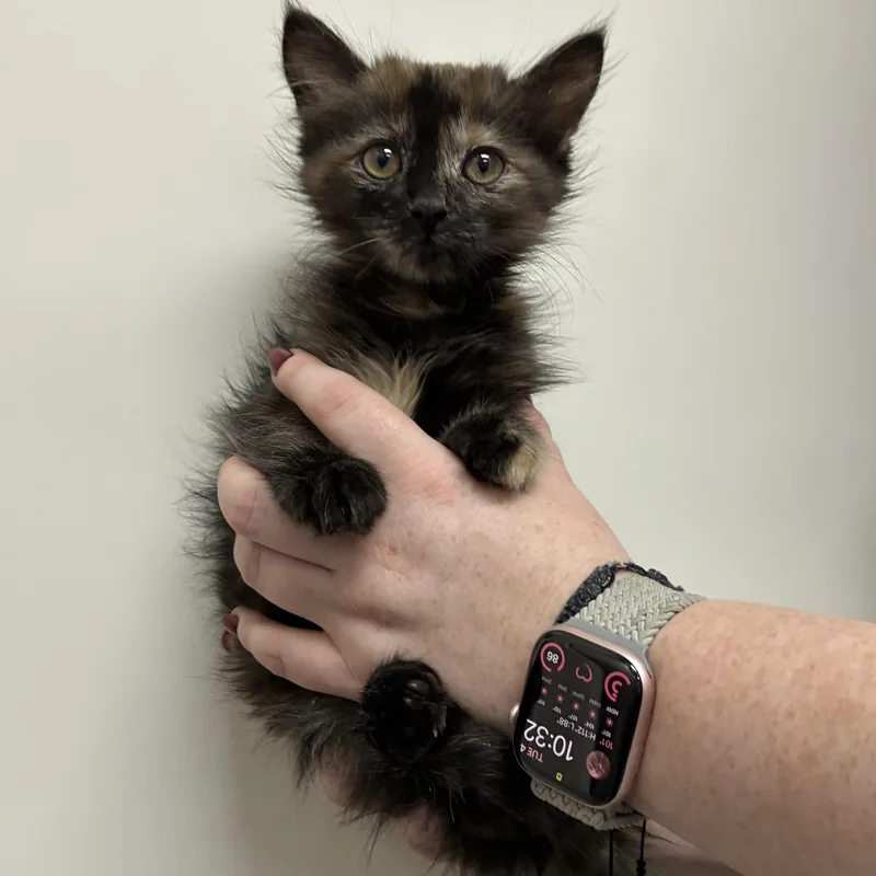 A baby medium-sized female Tortoiseshell cat named Angelica for adoption in Henderson, NV