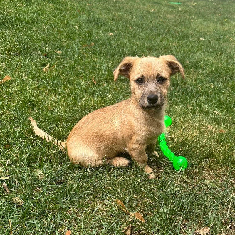 A baby medium-sized male Terrier dog named Oakley for adoption in Cliffwood, NJ