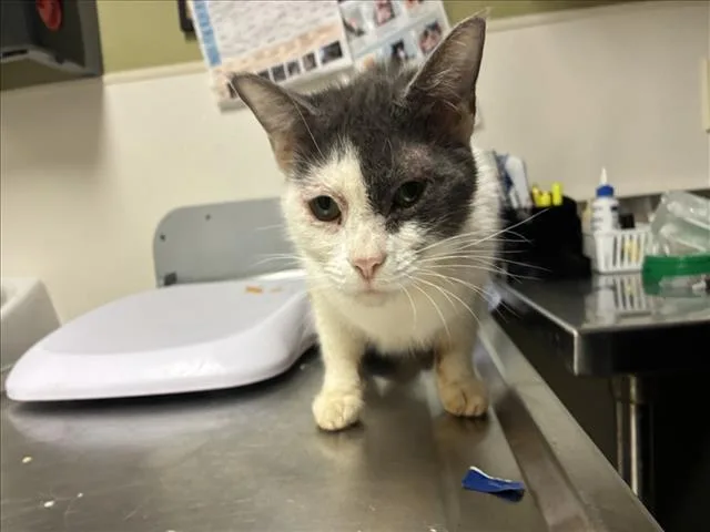 A young small-sized female Domestic Short Hair cat named Lizzie for adoption in Chapel Hill, NC