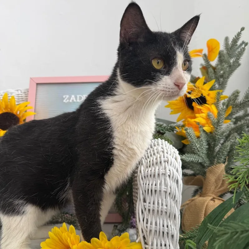 A young medium-sized male Black Domestic Short Hair cat named Peony Garden for adoption in Eaton Rapids, MI