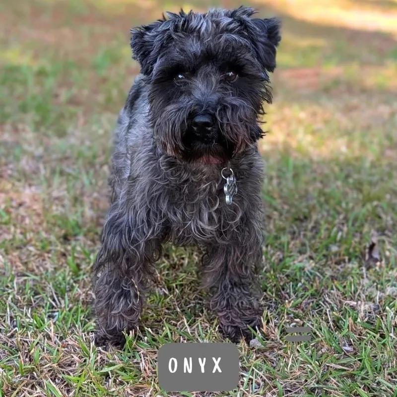 Onyx