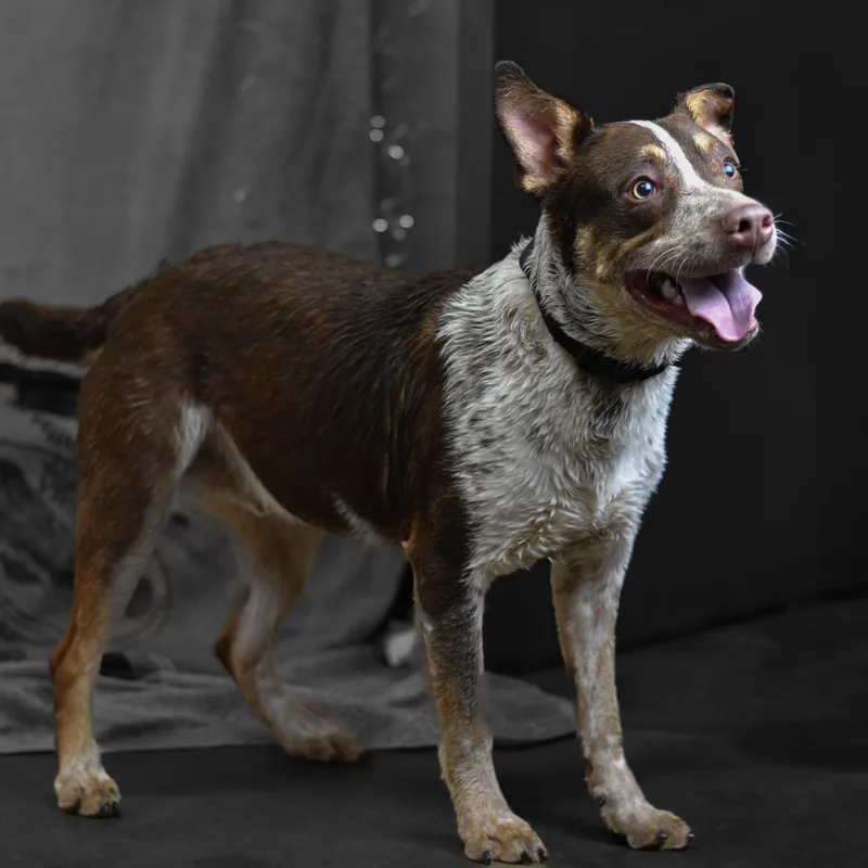 An adult medium-sized male Bicolor German Shorthaired Pointer dog named Ebro for adoption in Defuniak Springs, FL