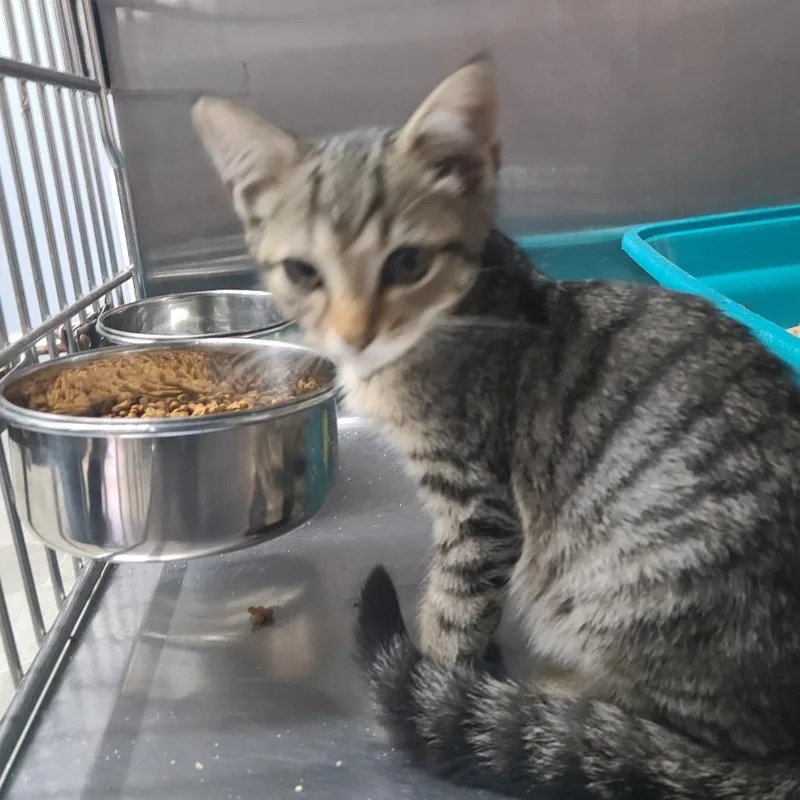 A baby small-sized male Brown / Chocolate Domestic Short Hair cat named Vampire for adoption in Russellville, KY