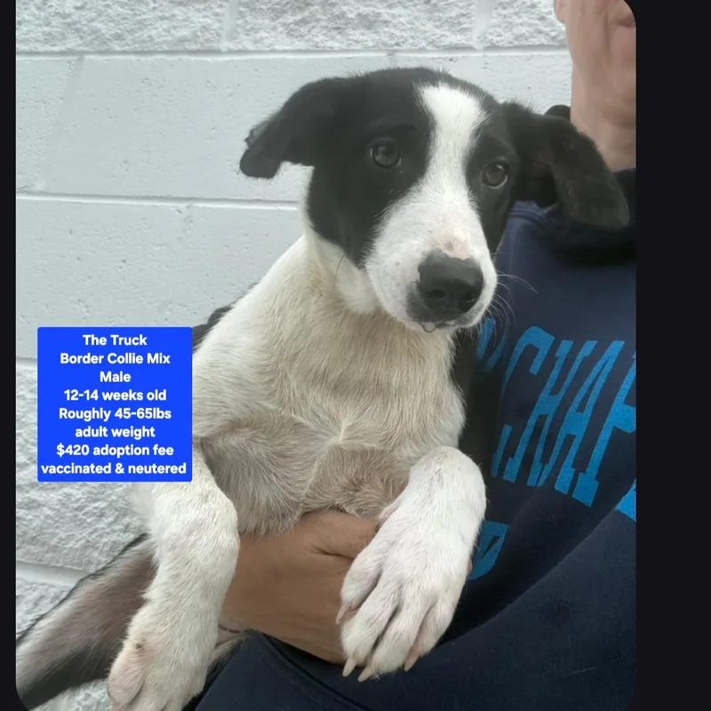 A baby medium-sized male Border Collie dog named The Truck for adoption in Oviedo, FL