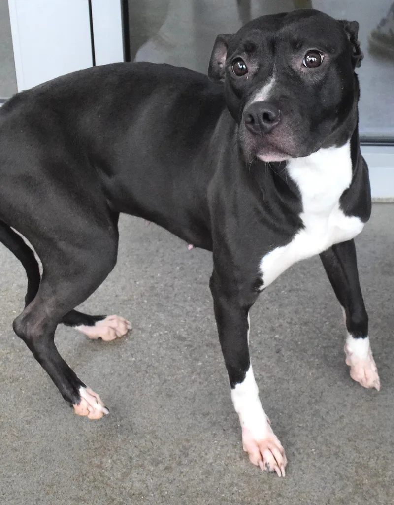 An adult medium-sized female Black Pit Bull Terrier dog named 22284 for adoption in Broken Arrow, OK