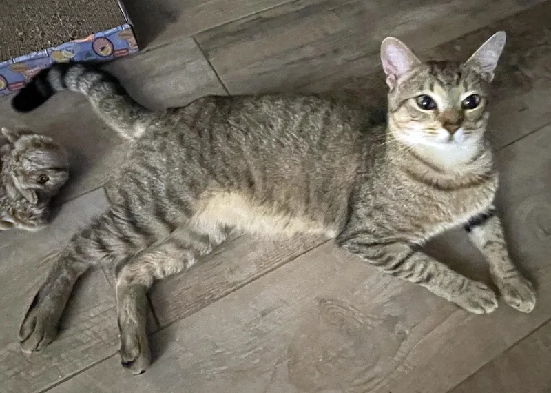 A young medium-sized male Brown / Chocolate Domestic Short Hair cat named Rubert River for adoption in Lake Monroe, FL