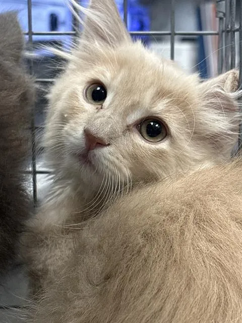 A baby small-sized female Domestic Medium Hair cat named A for adoption in Las Vegas, NV