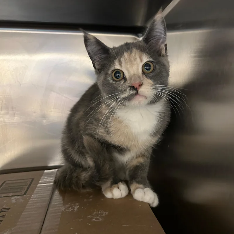 A baby small-sized female Dilute Tortoiseshell Domestic Short Hair cat named Wednesday for adoption in Lindon, UT