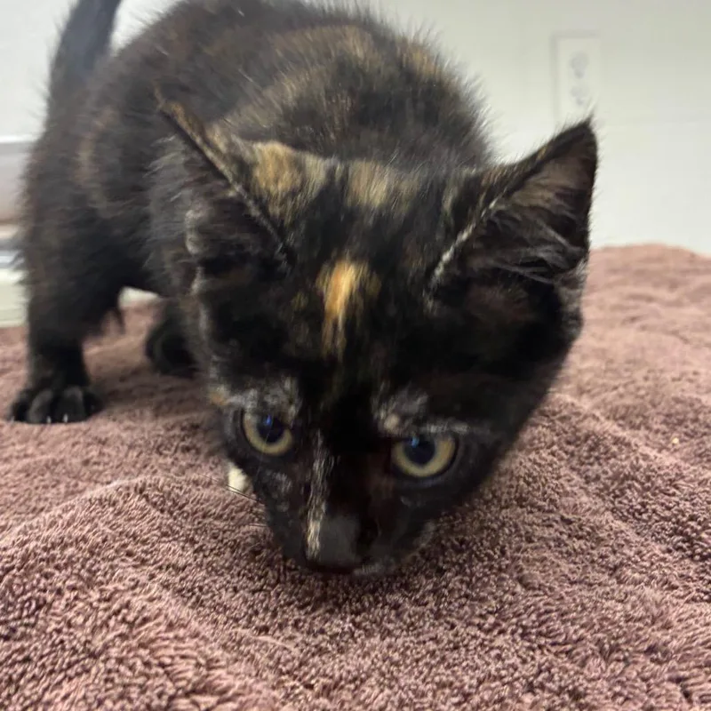 A baby small-sized female Black Domestic Short Hair cat named Rogue for adoption in Corpus Christi, TX