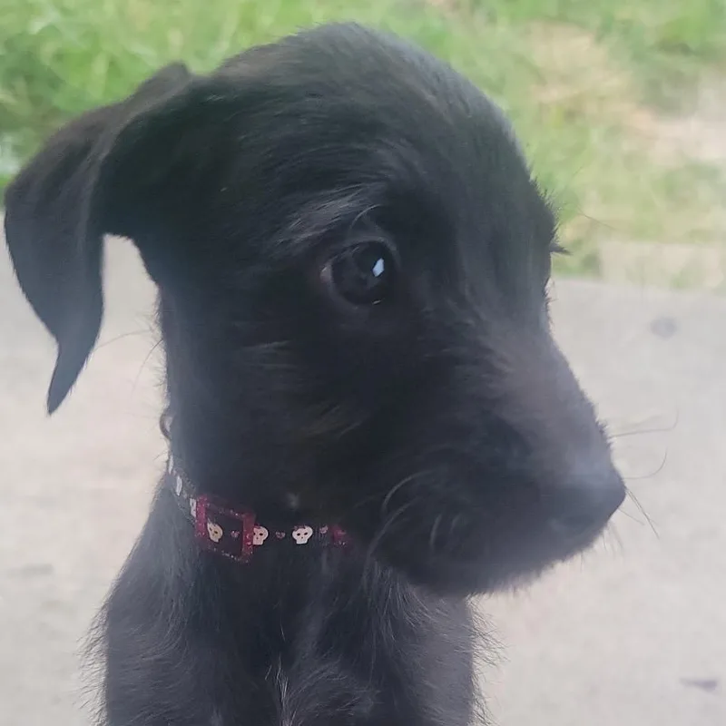 A baby medium-sized female Poodle dog named Dahlia for adoption in Dayton, OH