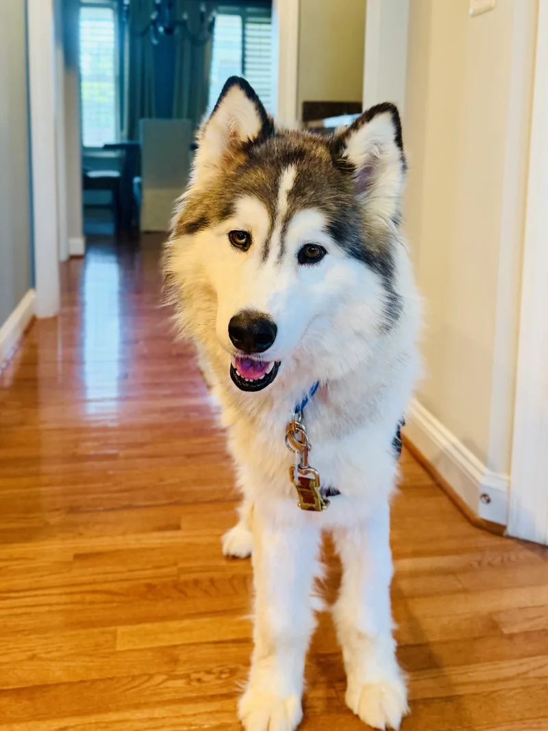 An adult large-sized male Gray / Blue / Silver Siberian Husky dog named Nanoook for adoption in Berryville, VA