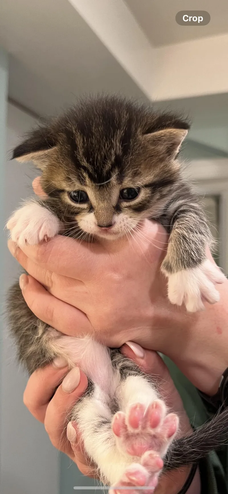 Miso And Muffin thumbnail 2