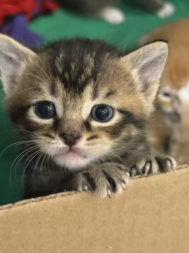 Miso And Muffin thumbnail 3