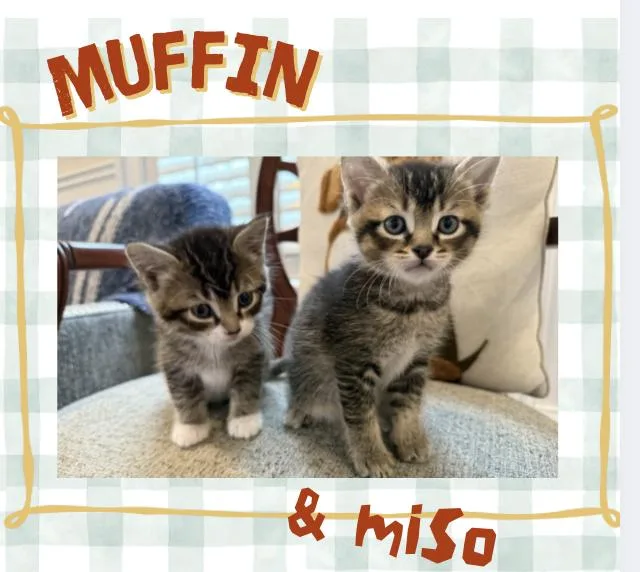 Miso And Muffin