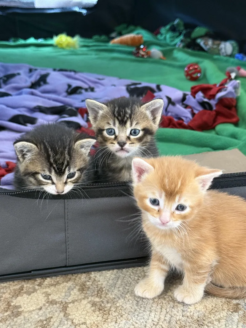 Miso And Muffin thumbnail 4