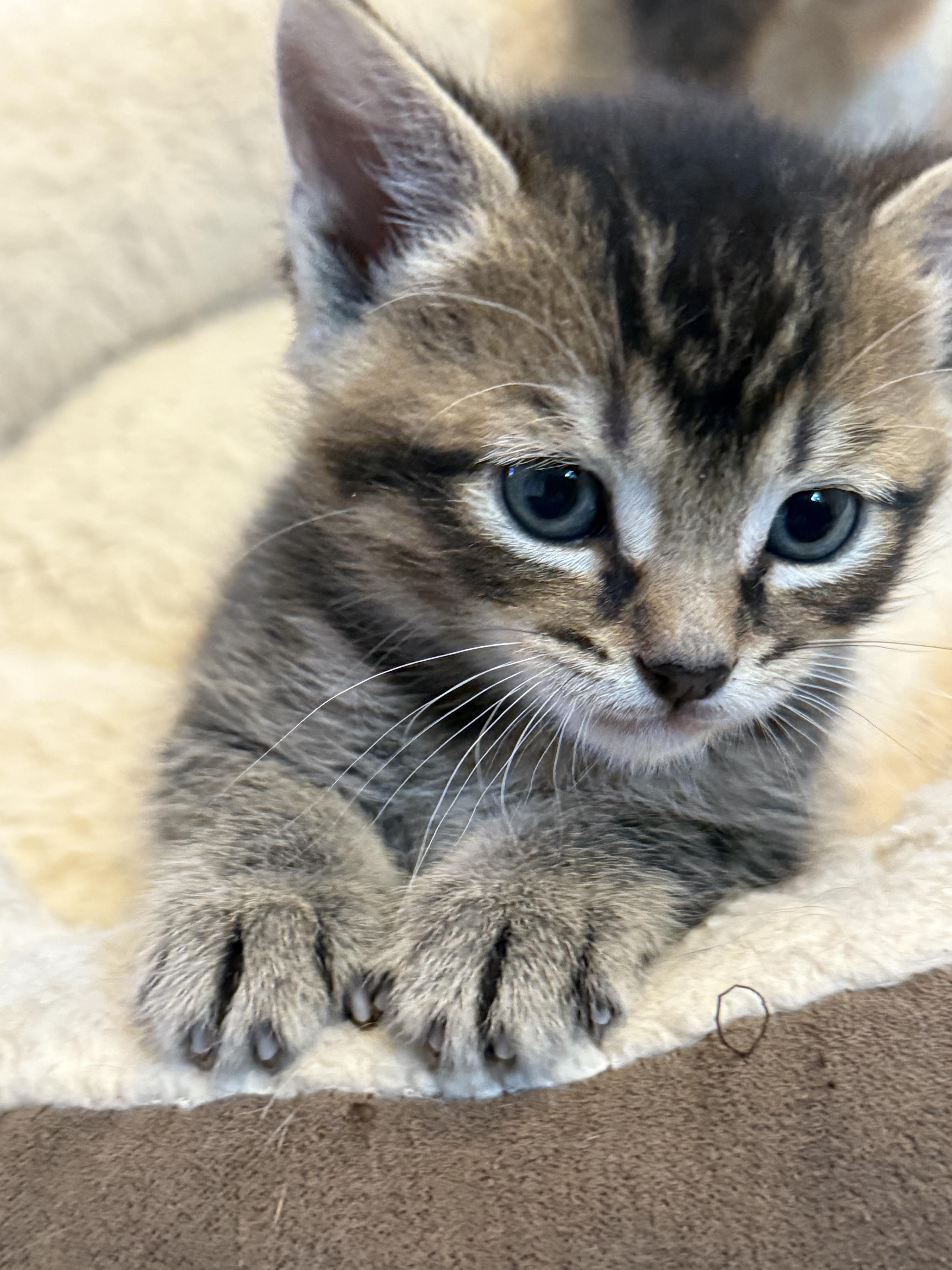 Miso And Muffin thumbnail 5