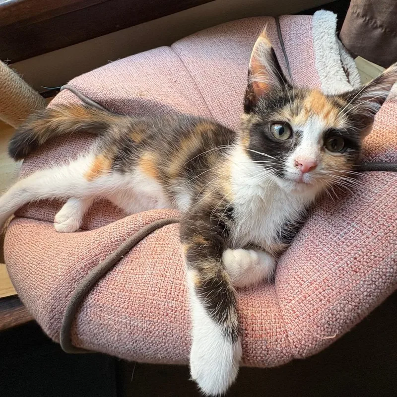 A baby small-sized female Calico Domestic Short Hair cat named Harmony for adoption in Pittsburgh, PA