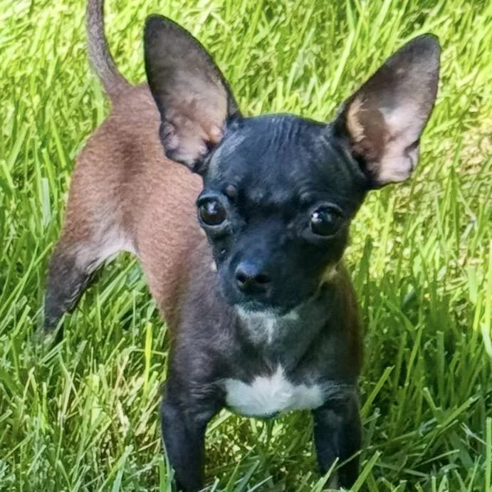 A baby small-sized male Black Chihuahua dog named Deryn for adoption in Thompson's Station, TN