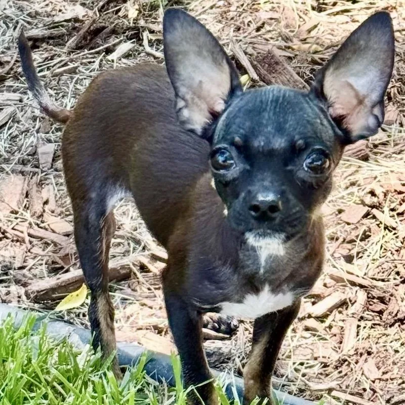 Deryn thumbnail 2