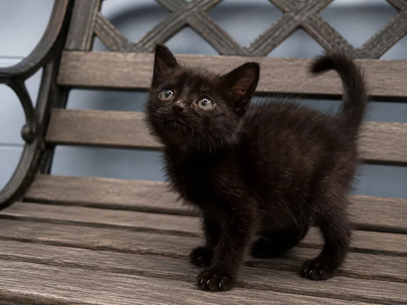 A baby medium-sized male Black Domestic Short Hair cat named TChalla for adoption in Orangeburg, SC