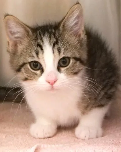 A baby small-sized female Domestic Short Hair cat named Penny for adoption in Fishers, IN