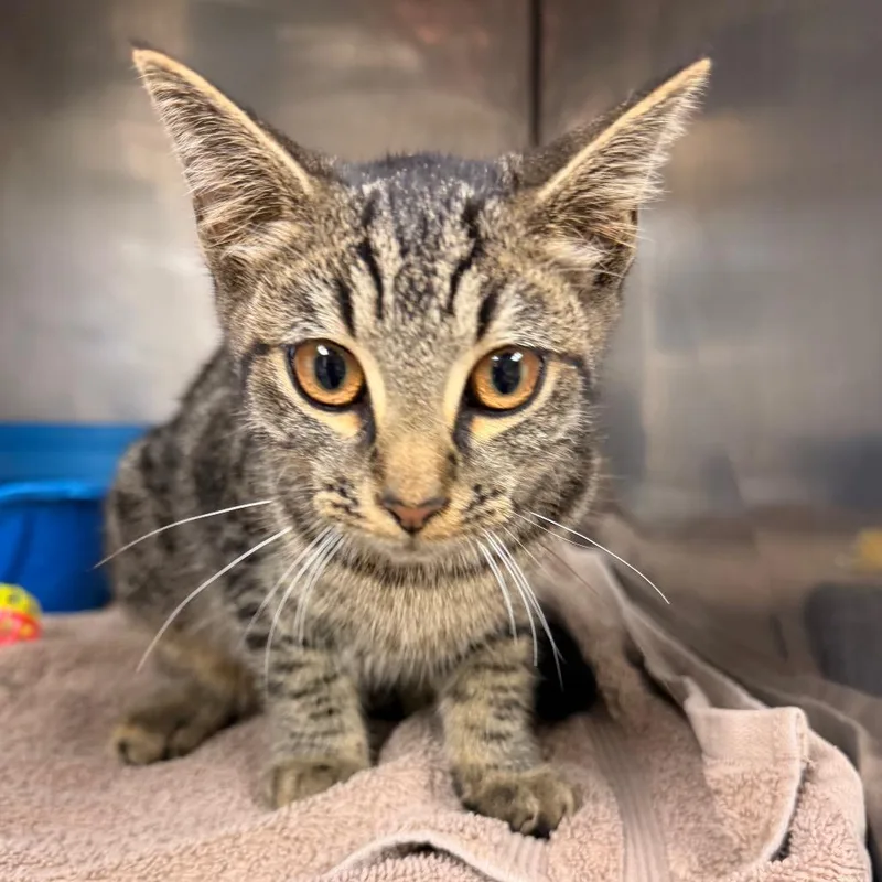A young medium-sized female Domestic Short Hair cat named Playful for adoption in Corydon, IN