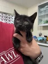 A young medium-sized male Black Domestic Short Hair cat named Sparky for adoption in Manitowoc, WI