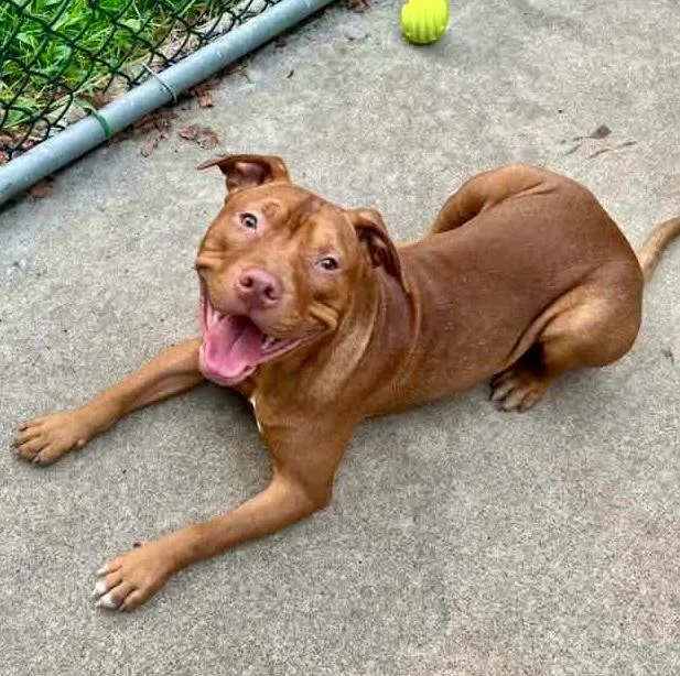 An adult medium-sized male Red / Chestnut / Orange Pit Bull Terrier dog named Boden for adoption in Chicago, IL