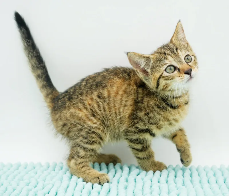 Luna is a TEENY thumbnail 4