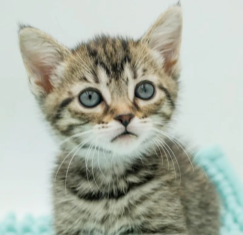 Luna is a TEENY thumbnail 5