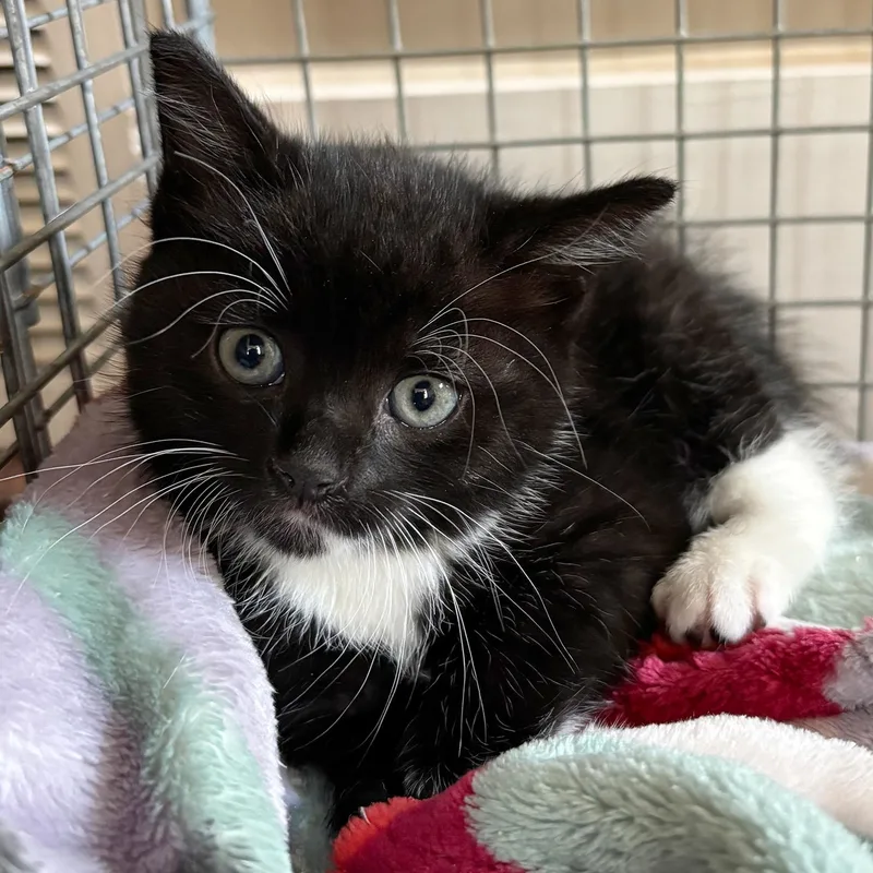 A baby medium-sized male Black & White / Tuxedo Domestic Short Hair cat named Dozer for adoption in Fair Haven, VT